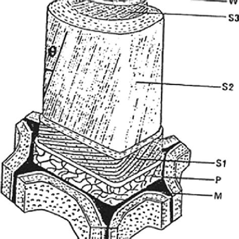 4 Amorphous And Crystalline Regions Of Cellulose 37 Download