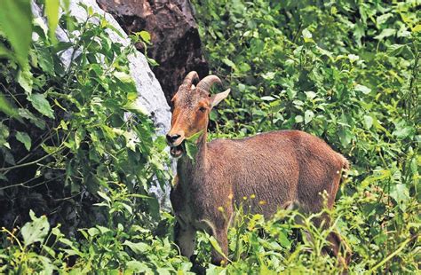 tn launches rs  crore project  protect nilgiri tahr revive habitat