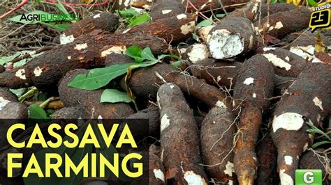 Cassava Farming Part 1 Cassava Industry In The Philippines Youtube