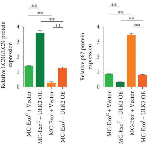 Effect Of Mesangial Cell Exosomes Or Mir Mimics Combined With Ulk