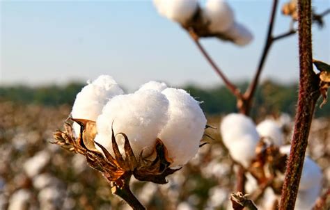 Fulfilling Cotton Nutrient Requirements With Boron Us Borax