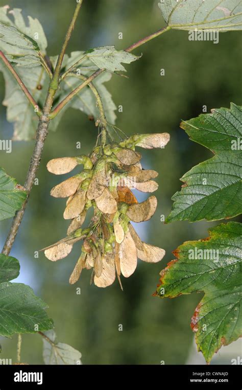 Sycamore Acer Pseudoplatanus Aceraceae Stock Photo Alamy