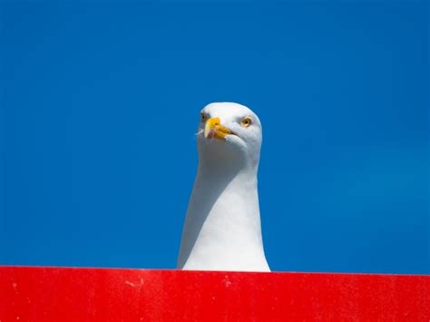 Premium Photo Seagull Portrait