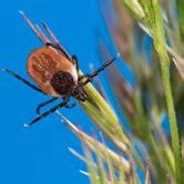 Antibiotic Treatment Of Lyme Disease Frontiers Research Topic