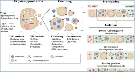 The Intricate Relationship Between Extracellular Vesicles And Naked Viruses Exosome Rna