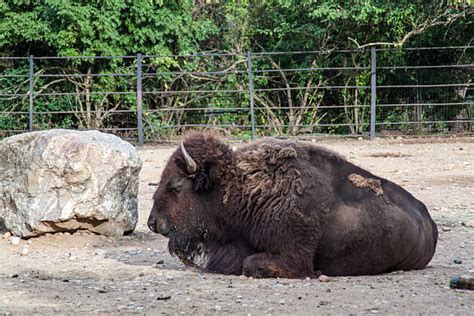 American Bison Bull Lying Down Stock Photos Pictures And Royalty Free