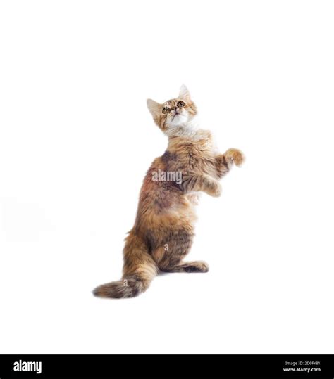 Funny Fluffy Piebald Cat Stands On Its Hind Legs On A White Background