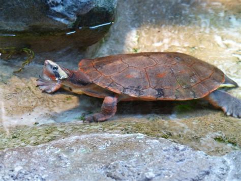 Definitive Guide To Red-bellied Short-necked Turtle Facts, Habitat