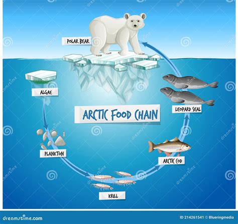 Polar Bear Food Web