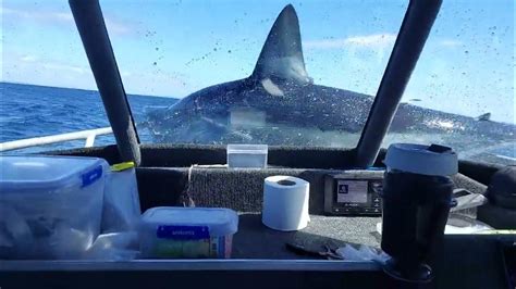 Shark Lands On Fishing Boat Youtube