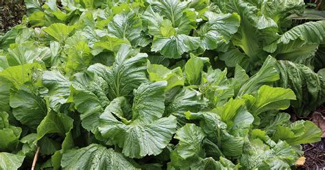 How To Plant And Grow Mustard Greens Gardener’s Path