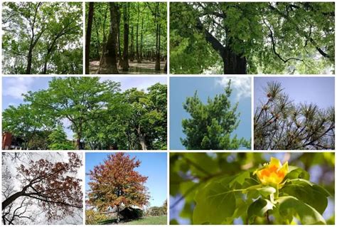 9 Fast Growing Trees For Maryland Including Shade Trees