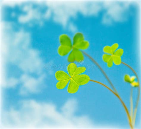 Abstract Natural Background, Clover Over Sky Stock Image - Image of ...