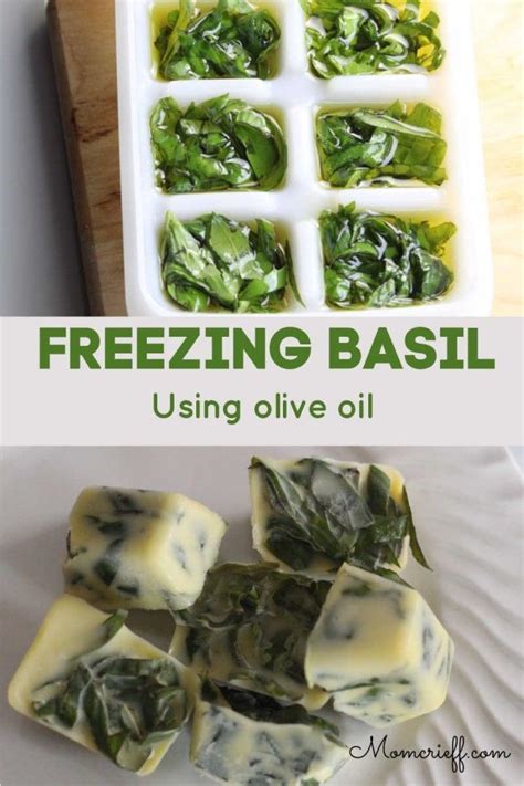 How To Freeze Basil Recipe Freezing Basil Basil Freezing Herbs