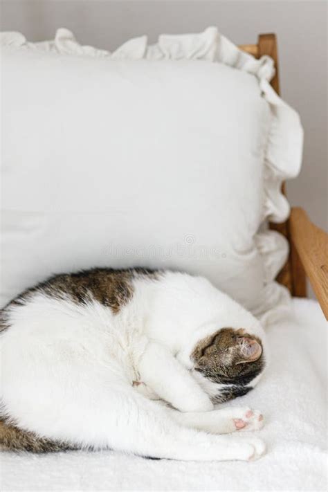 Adorable Cat Sleeping On Cozy White Chair Comfortable Home And Adopted