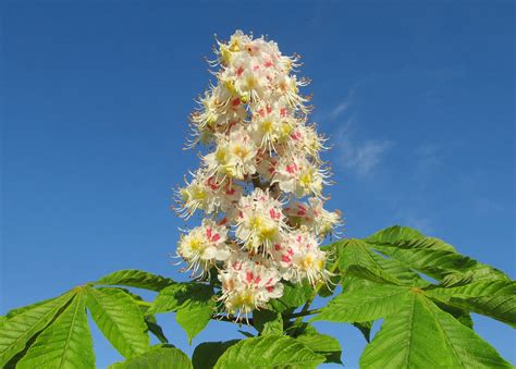 Aesculus hippocastanum – APP4Future