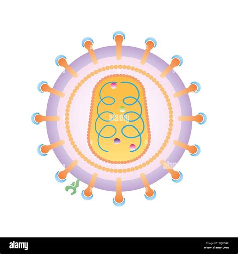 Structure Of Hiv Hi Res Stock Photography And Images Alamy