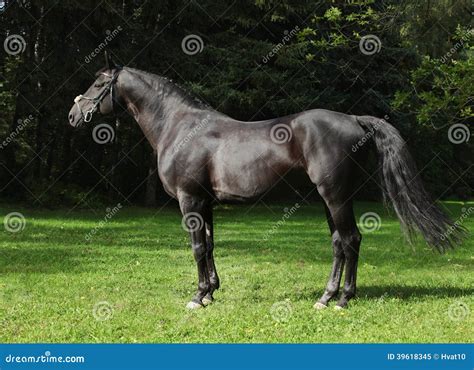 Portrait of a Black Thoroughbred Stallion Stock Image - Image of animal ...