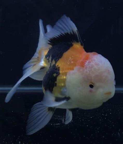 Jual Goldfish Oranda Black Gold Ikan Mas Koki Goldfish Di Seller