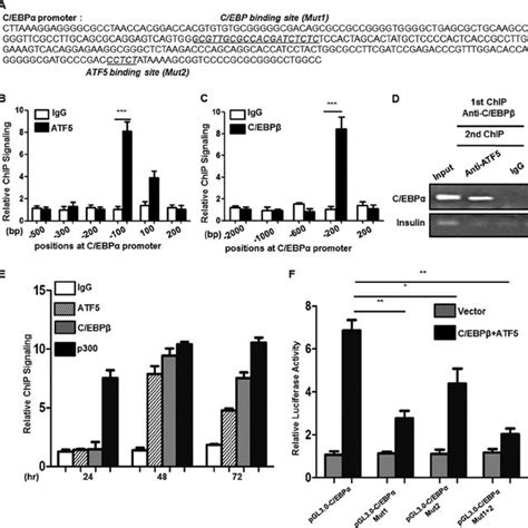 ATF5 And C EBP Bind To The C EBP Promoter A Potential C EBP