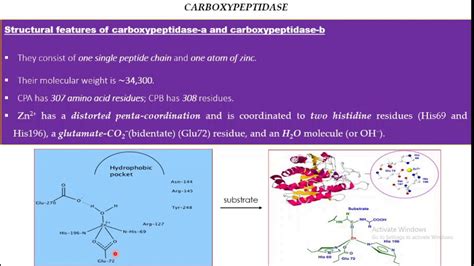 Carboxypeptidases Zinc Enzyme Youtube