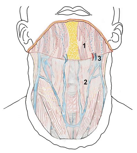 2 The Rationale And Anatomical Basis For Functional And Selective Neck