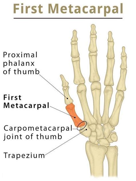 Carpometacarpal Joint - Anatomy, Structure, Function