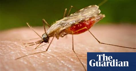 Genetically Engineered Mosquitoes Could Be Vital Weapon Against Malaria Guardian Sustainable