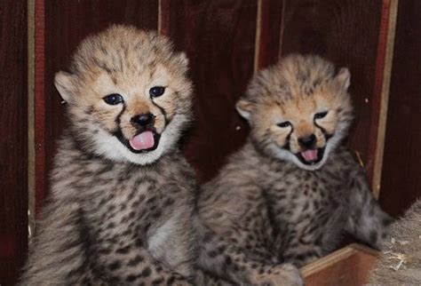 Smile and Say "Cheetah"! - ZooBorns