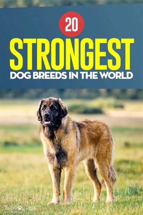 20 Strongest Dog Breeds In The World