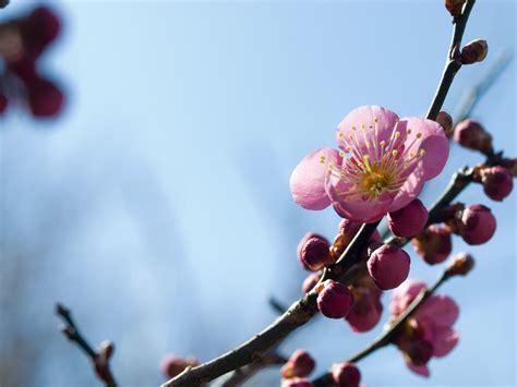 japanese apricot Free Photo Download | FreeImages