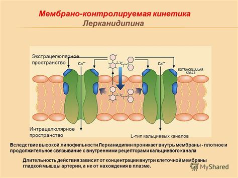 Лерканидипин: инструкция по применению, цена, отзывы и аналоги