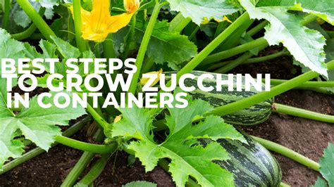 Best Steps To Grow Zucchini In Containers In 2024