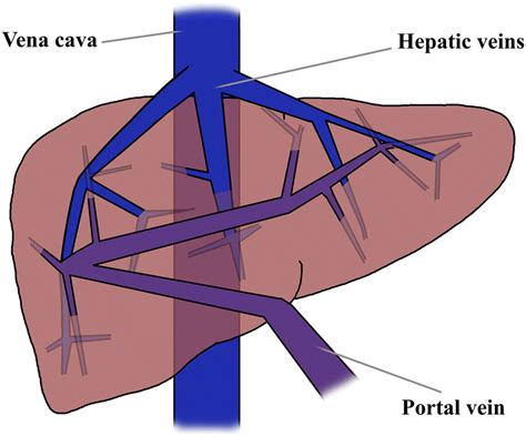 Hepatic Vein Vs Portal Vein