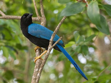 Yucatan Jay Cyanocorax Yucatanicus Endemic To This Regio Flickr