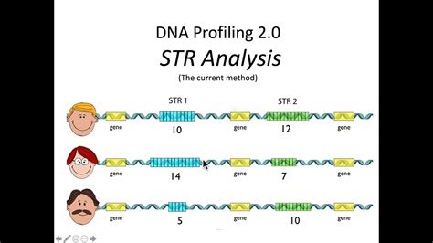 Dna Profiling Using Strs Worksheet