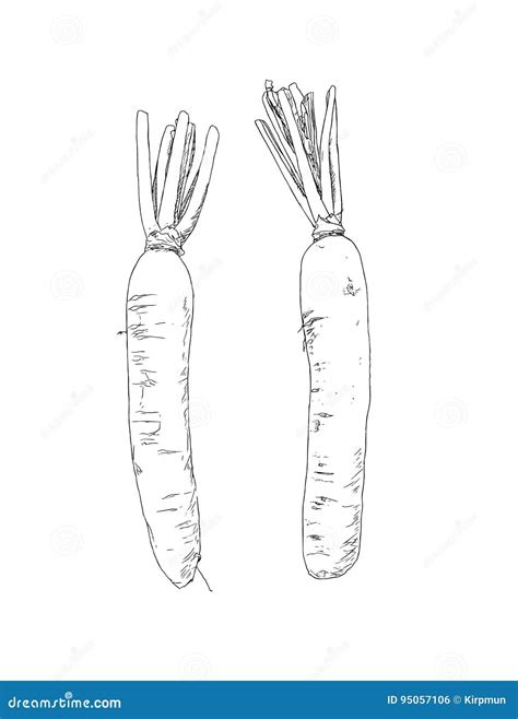 White Daikon Radish Sketch Vector Stock Vector Illustration Of