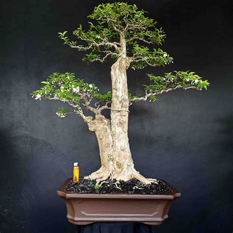 Jual Bonsai Tanaman Hias Anting Putri Mentaos Sudah Berbunga Wangi