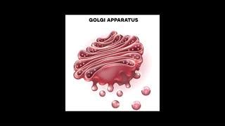 Golgi Apparatus Structure And Function Golgi Body B Doovi