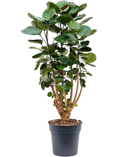 Plantenwinkel Nl Aralia Polyscias Fabian L 110 Cm Kamerplant