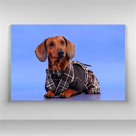 Perros Dachshund