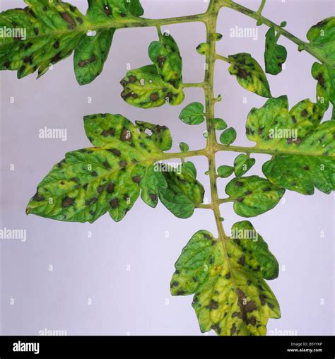 Manganese Deficiency In Plants