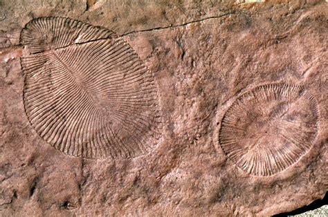 What Are Trace Fossils Made Of