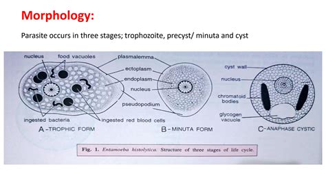 Entamoeba Histolytica Life Cycle Animation