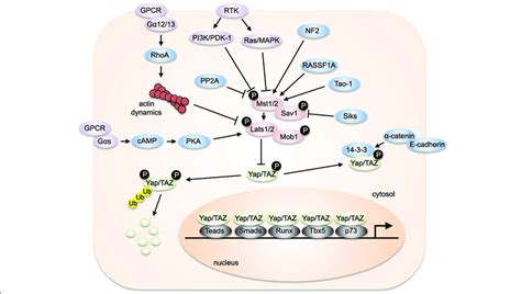 A Schematic Representation Of Mammalian Hippo Signaling The Core