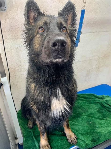Woof Cutz Mobile - Home | Facebook