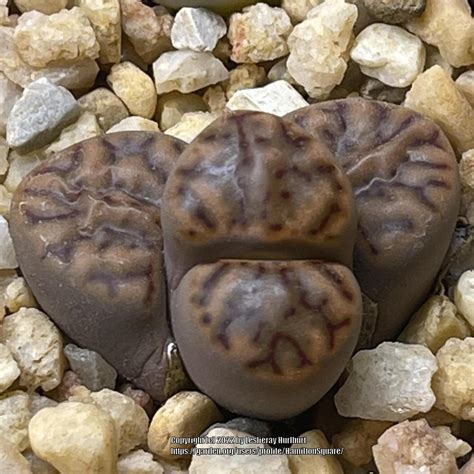 Photo Of The Entire Plant Of Living Stones Lithops Bromfieldii Posted