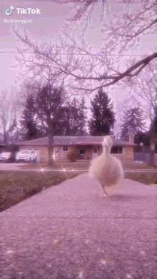 Duck Video GIF - Duck Video - Discover & Share GIFs