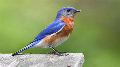 What Do Bluebirds Sound Like Listen To The Bluebird Song