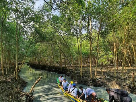 menghidupkan kembali wisata mangrove pandan alas sriminosari lamtim